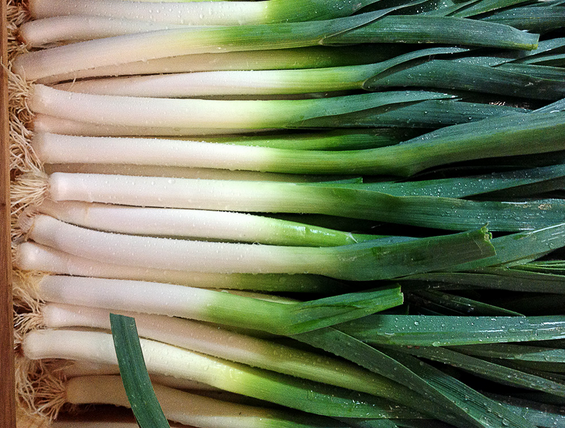 Porro (Kg), La Noguera