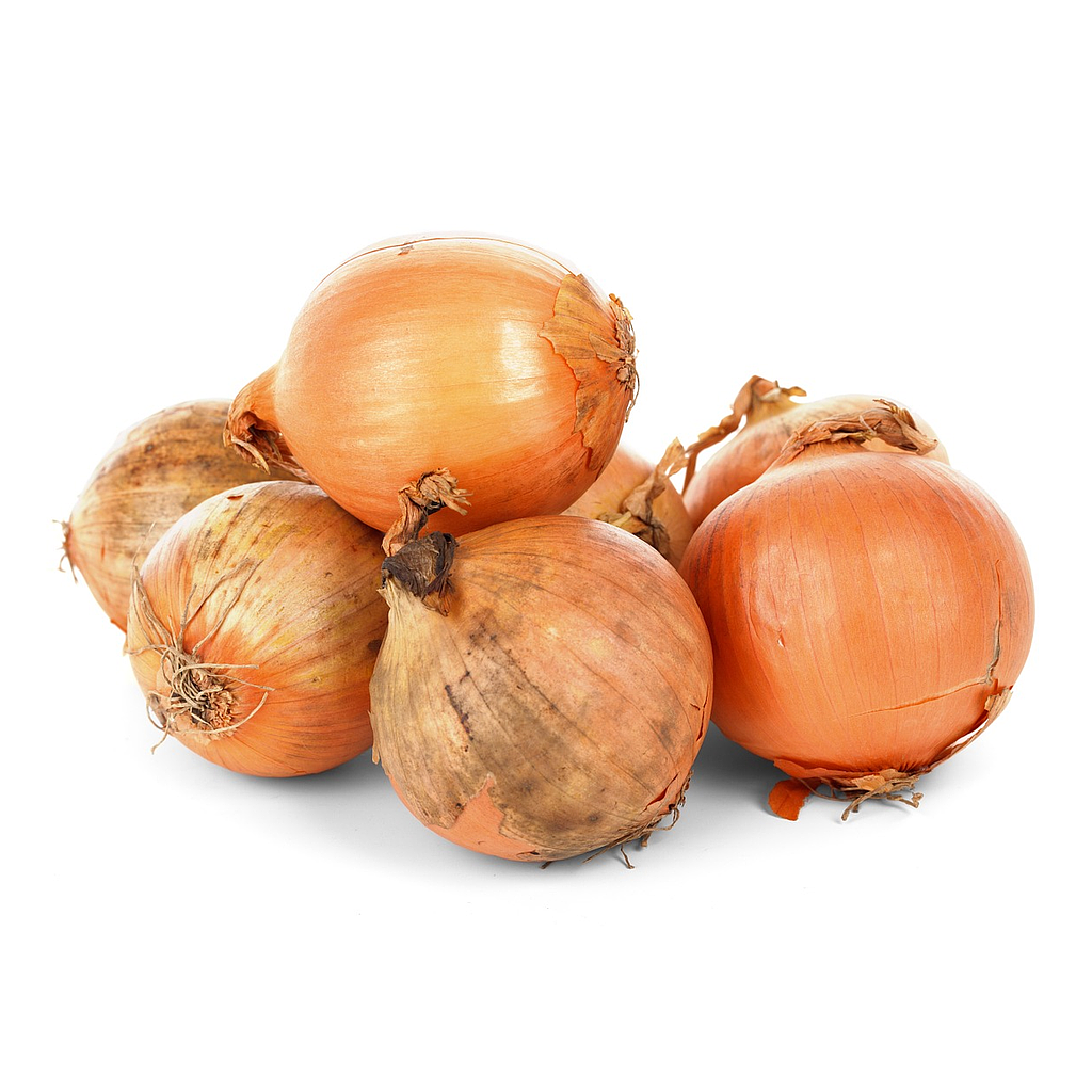 Ceba seca reca, Pla d'Urgell