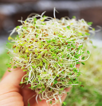 Germinat alfals i rúcula 70g