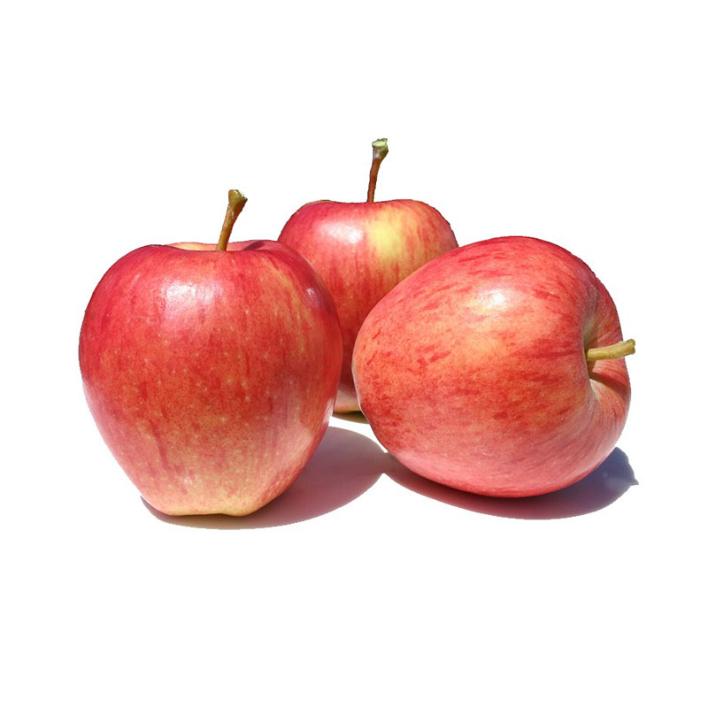 Poma Royal Gala, Pla d'Urgell