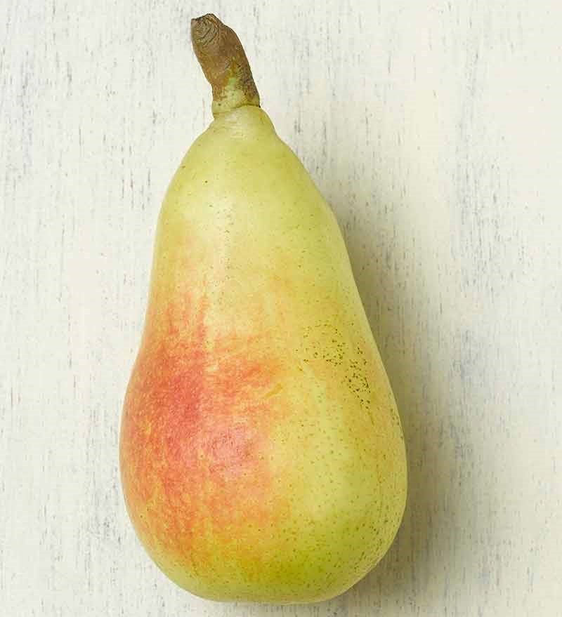 Pera Ercolini, Segrià