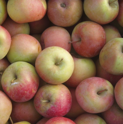 Poma Fuji, Pla d'Urgell