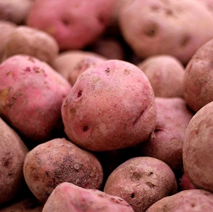 Patata Vermella, La Cerdanya