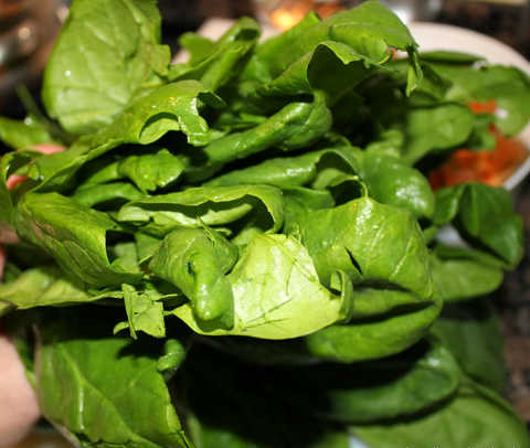 Espinacs kg, Alt Camp