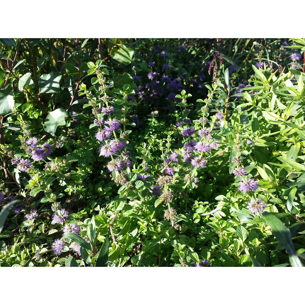 Menta poliol, Herbes del Molí