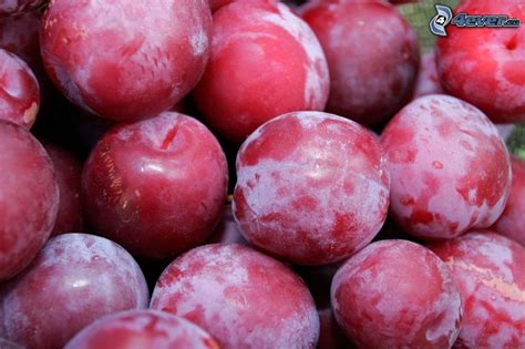 Pruna morada, Segrià