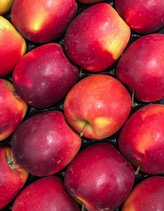 Poma story (Kg), Pla d'Urgell