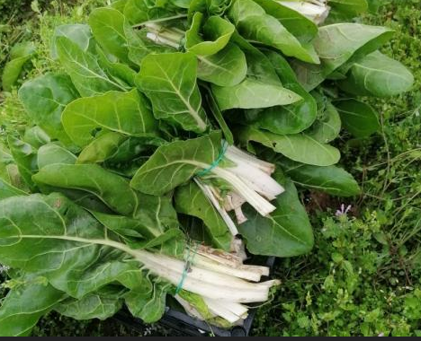 Bleda (kg), Alt Camp