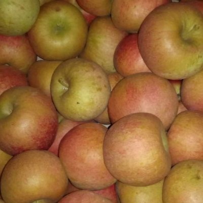 Poma Muntanyes d'Ordal, Baix Llobregat