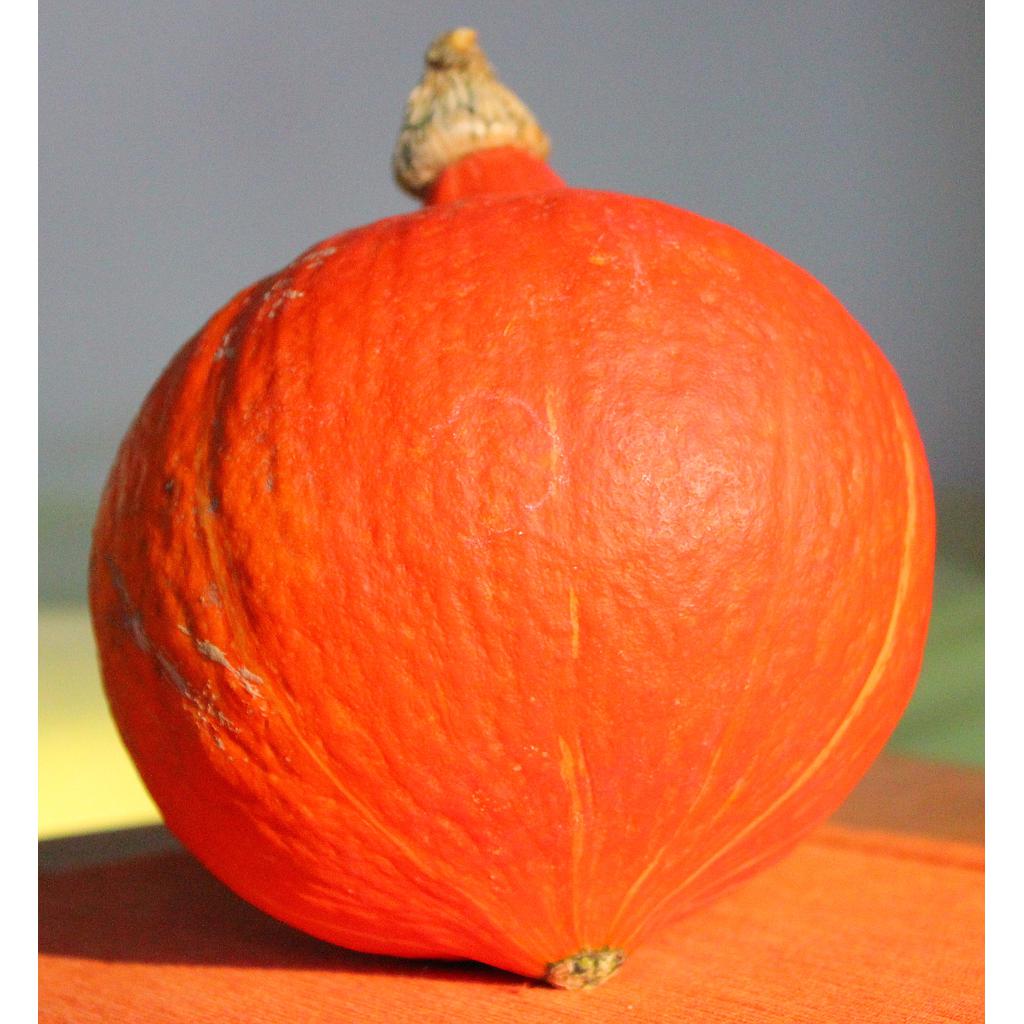 Carbassa potimarron, França