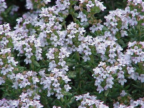 Farigola (fulles)