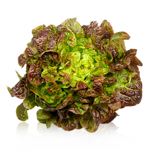 Enciam fulla de roure, Argentona