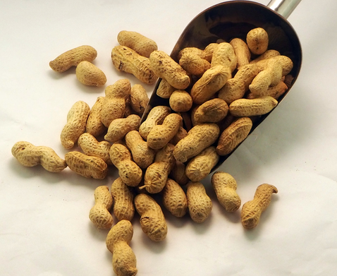 Cacauet torrat amb closca, Can Galderic